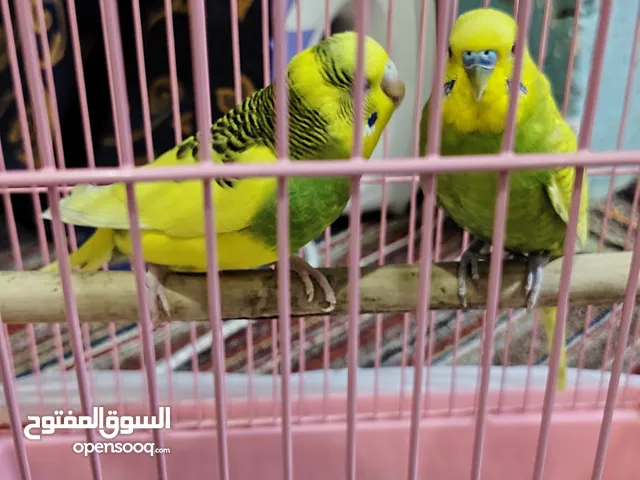 Love birds for sale