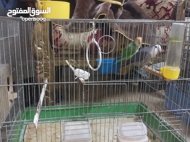 طيور للبيع