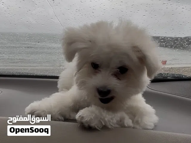 مالتيز انثى عمرا اربع شهور اخدة تطعيماتا