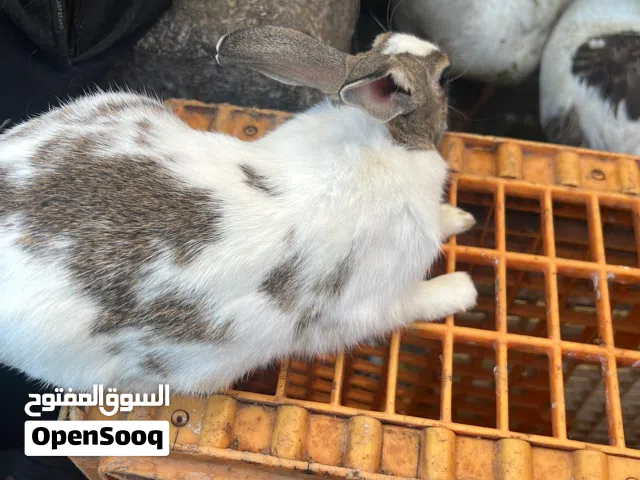 الأرنب البلدي يتميز بصحته الجيدة وتحمله للظروف المختلفة، يتغذى على الأعلاف الطبيعية والخضروات، وطعمه