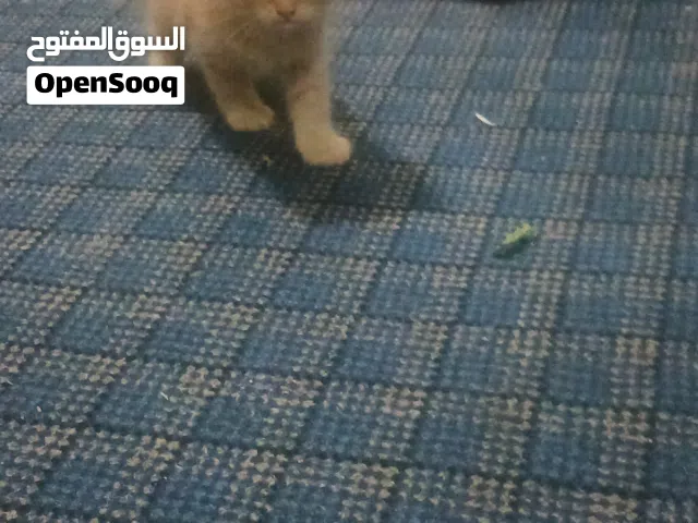قطط شيرازي