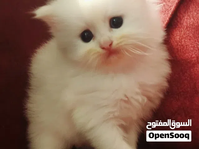 قط شيرازي للبيع