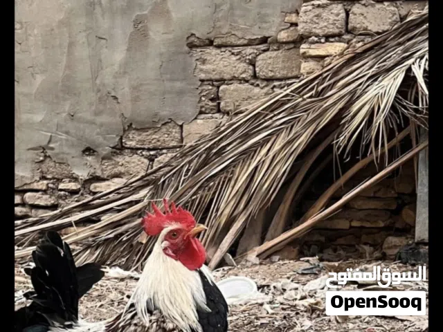 ديك دندراوي شوكي عربي نقي خط اول