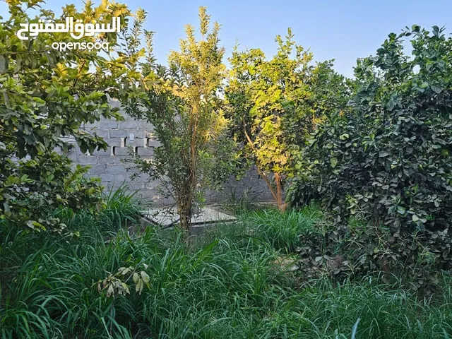 3 Bedrooms Farms for Sale in Al Sharqiya Al Mudaibi