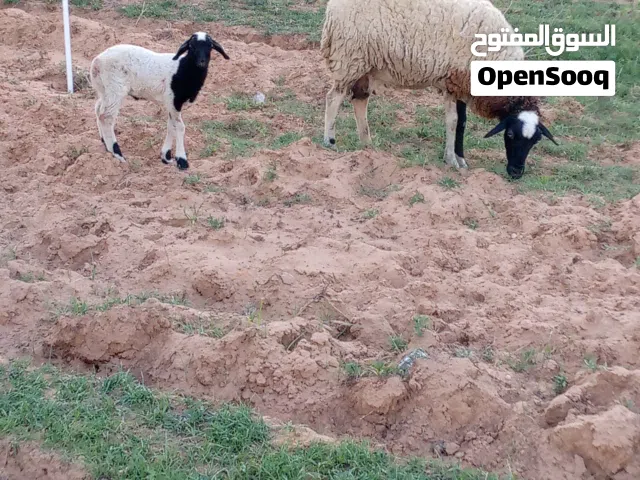سلام عليكم متوفر نعجه والده خروف