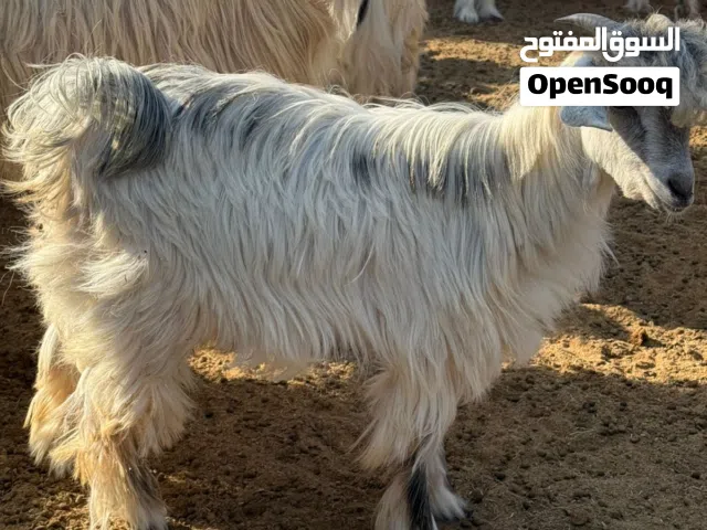 للبيع جدي وكبش عماني لتربية او لذبح سمين فول للتربيه ممتاز