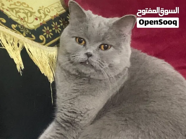 قطط الام والاب واولاد كامل المطاعيم ومعهم جوازات عياده بيت كليلنك نوع بريتش بلو الكتن 3اسابيع العمر