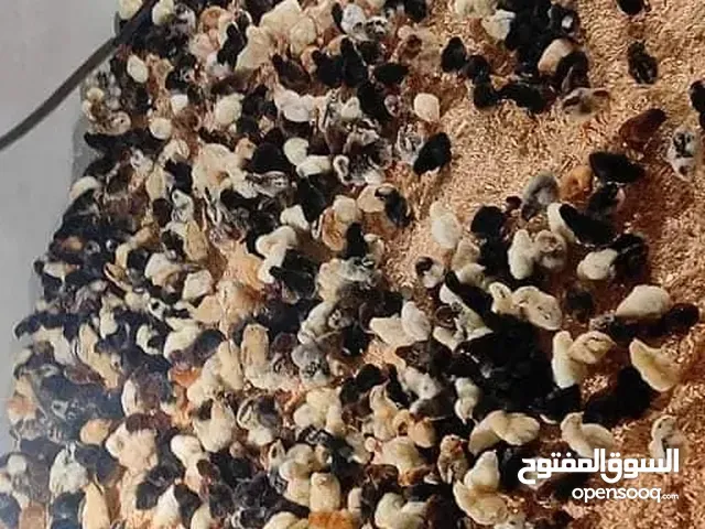 كتكوت عربي ورود وزهري