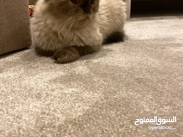قطه للتبني