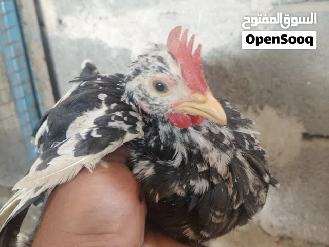 دجاج للبيع