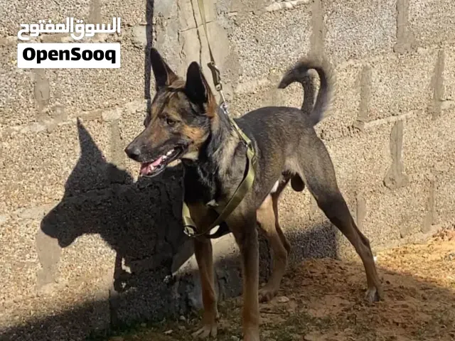 متاح كلب مالينوا شراسه ربي يبارك