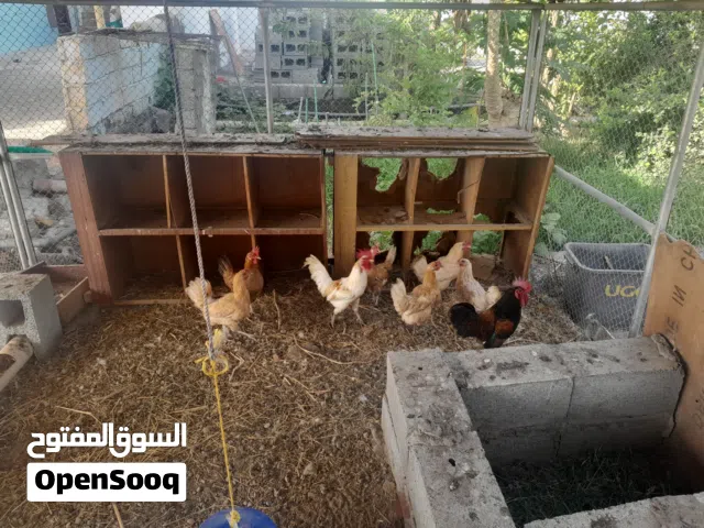دجاج للبيع