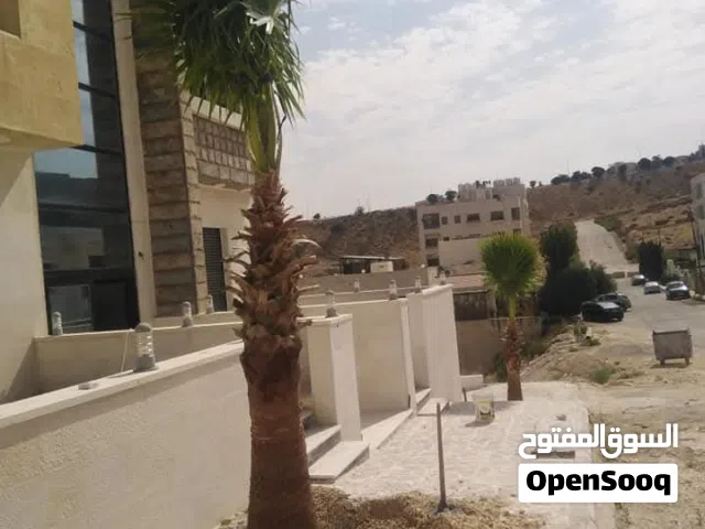 نخل مثمر نخيل واشنطونيا الزينة