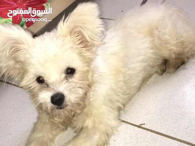 جرو مالتيز أبيض يبحث عن منزل (تواصل على الواتساب)\ White Maltese Puppy Looking for a Home (Whatsapp)