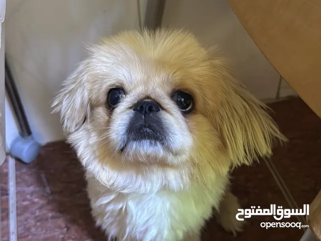 كلب ذكر بكينيز small x
