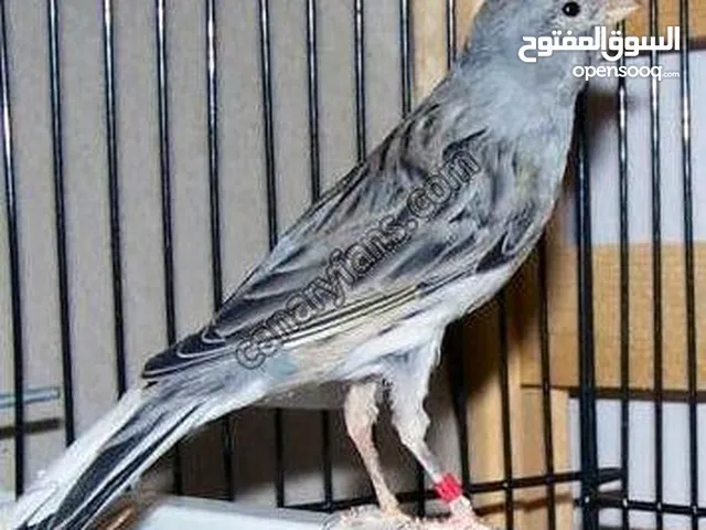 فحل كنار اخر حبه سكنيه تغريد نار نار حبة طويلة صحه ونظافه