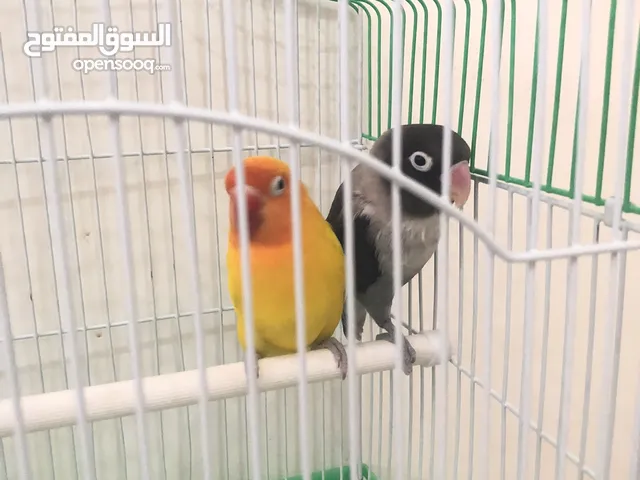 فيشر للبيع