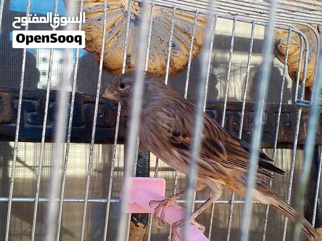 طيره كنار ماده جاهزه لون سكني مسكر