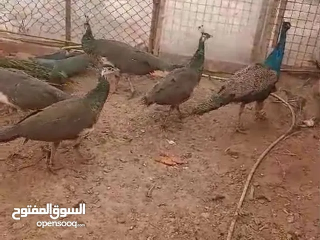 جواز طاووس للبيع