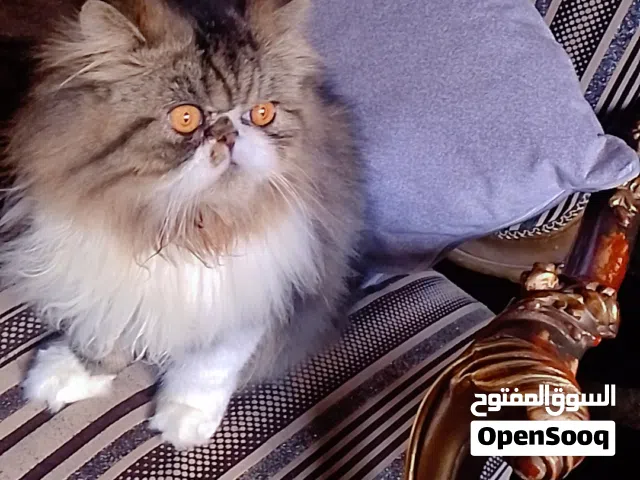 قط بيرشن زورار طفرة جينية توب
