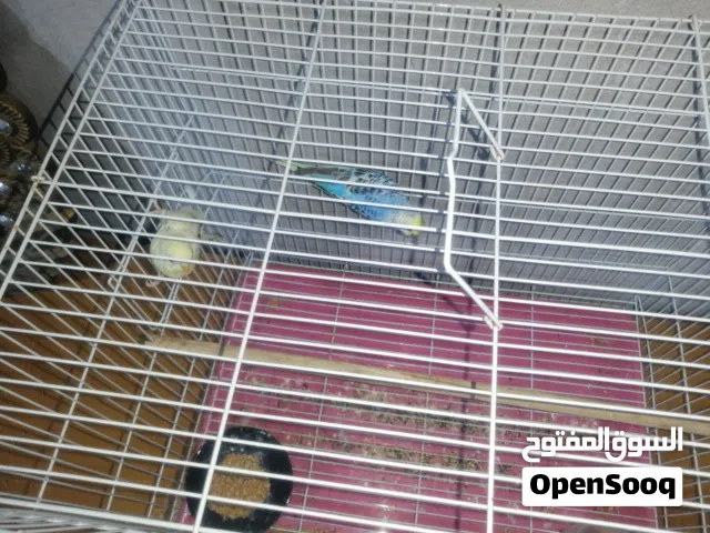طيور حب امايات مزاويج هنه والقفص