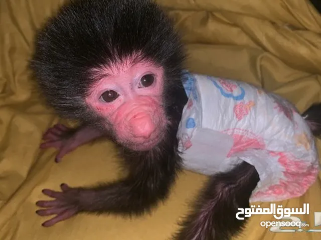 قرد مولود بسن الحظانه للبيع