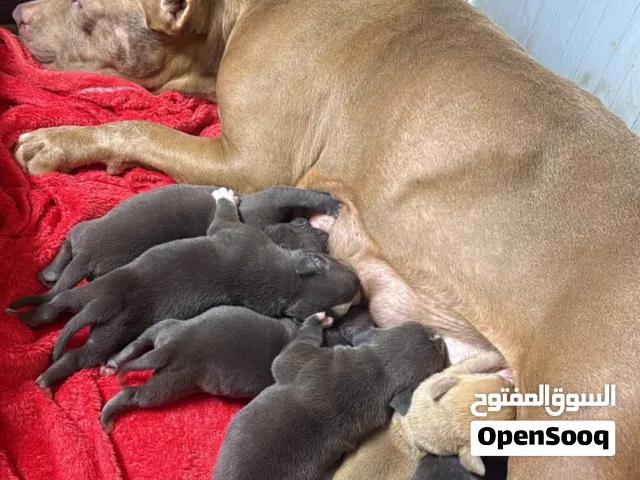 جراوه امريكان بولي للحجز puppy amrican bully