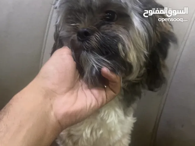 للتبتي ذكر بدون بيزات شيله بلاش لدواعي السفر