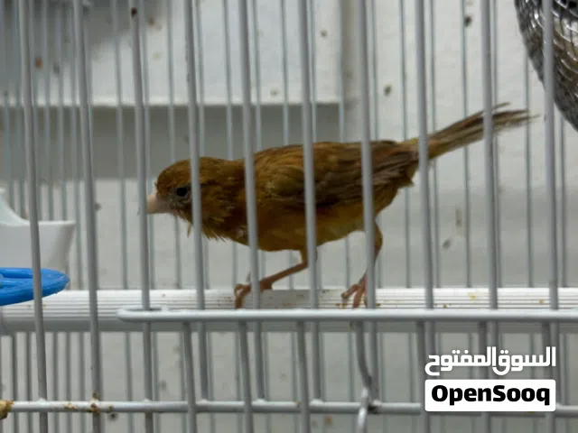 نثية كناري بيعة سريعة