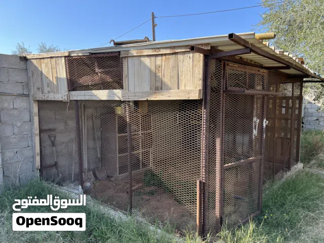 يا بلاش براكة للبيع