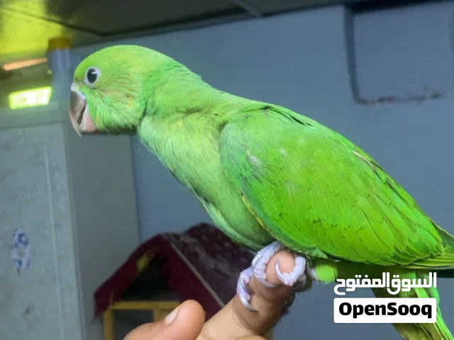 بغبغاء الدره.