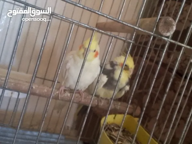 السلام عليكم جوز كوكتيل شغال للبيع بسعر ممتاز مع قفص