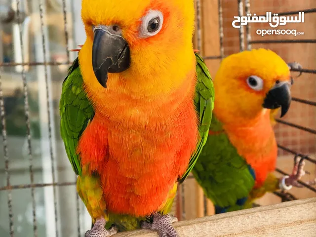 كــوبية كنيــور ربي يبارك مصوقرة مشاء لله مش ناقصة شي ناقصة شراي بــــــــًًًًًًًًًًًًًًًًًًِّّّّس