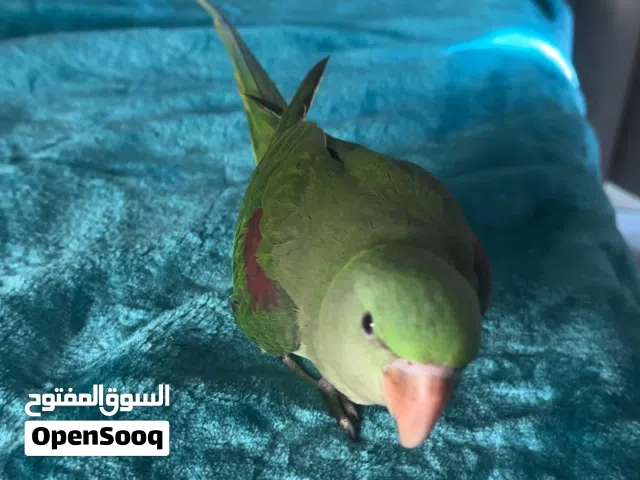 دره نيبالي — دره فايلوت ازرق