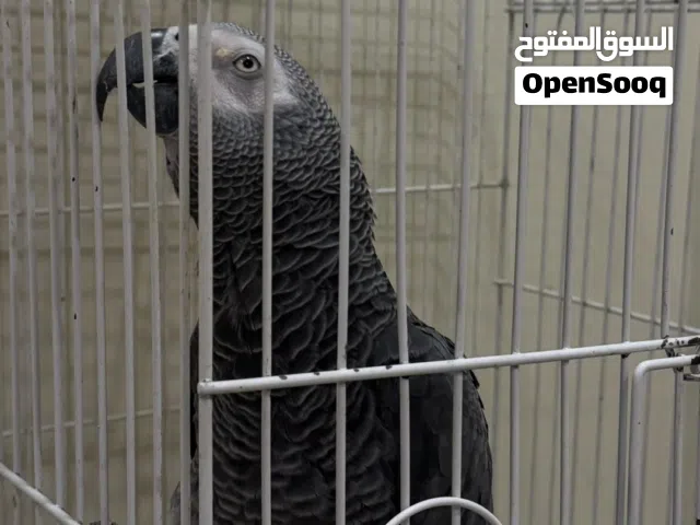 كاسيكو افريقي للبيع يتعلم بسرعه