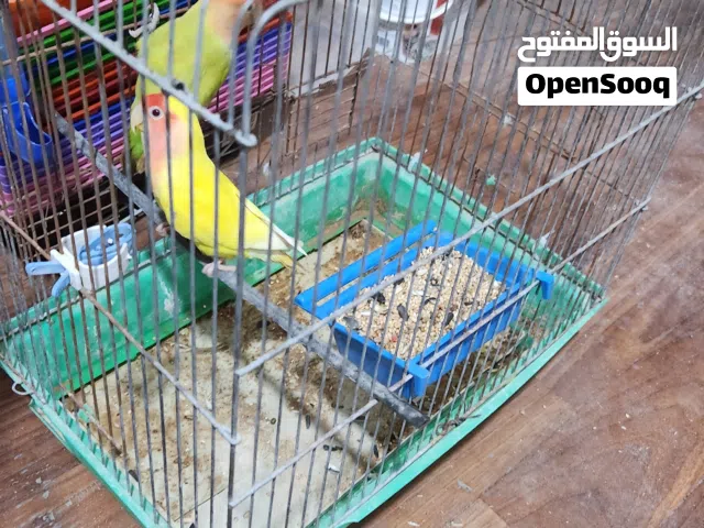 كوبيه بركديلو ربي يبارك
