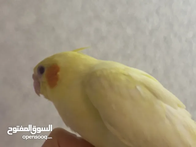 كوكتيل للبيع لاتينو عيون حمرا الجنس غير معروف