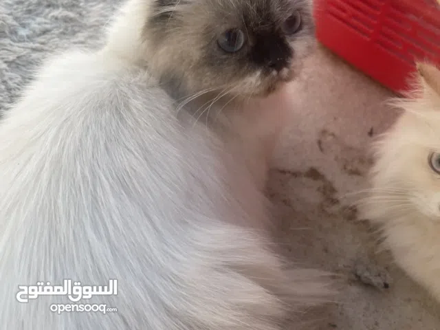 قط هيمالايا