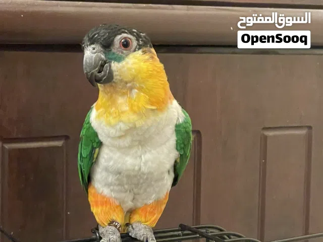 كايكي بلاك هيد