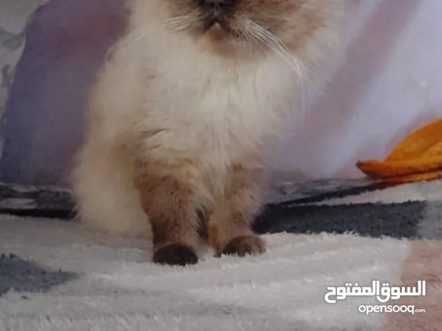 بنوته هيملايا شوكلت