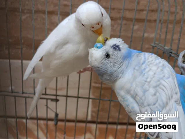 كوبية بقالينو معاهم دكر زيبرا ناشط