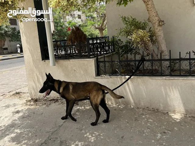 جرو مالينوا للبيع