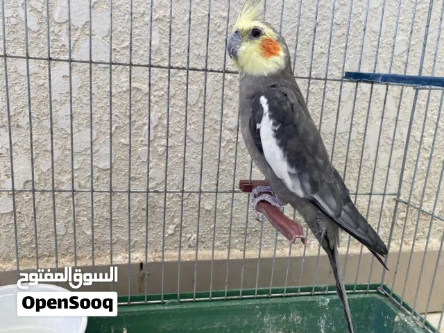 ببغاء كوكتيل ذكر عمر تسعة شهور اليف وصحة ممتازة مع قفصه بسعر 20 دينار فقط