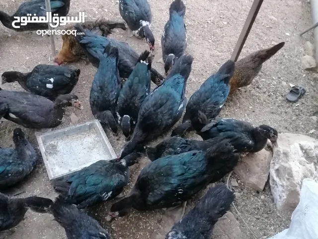 بط بلدي اصلي