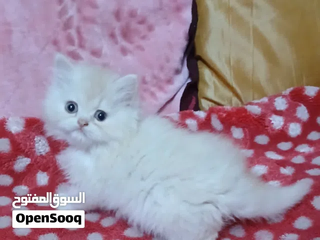 2اولاد هاف بيكى