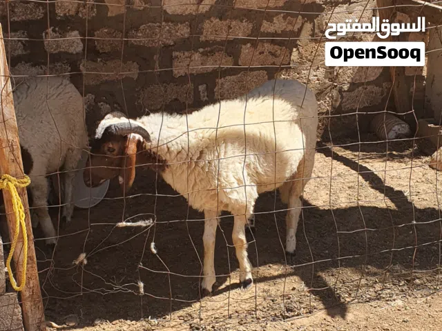 السلام عليكم خروف ماشاء الله تبارك الله متاح طرابلس زناته