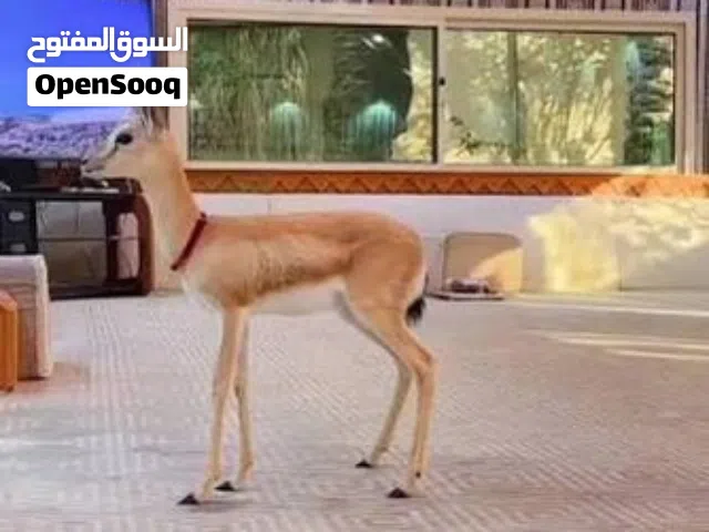 غزال الريم العربي للبيع