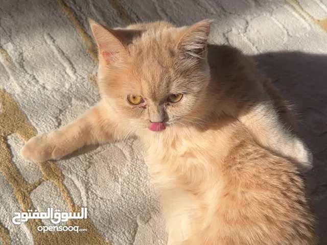 النوع : بريتش فولد العمر : 7 شهور