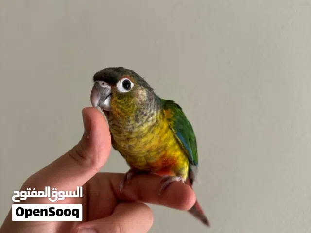 كنيور جرين شيك يلو سايد قابل للتفاوض