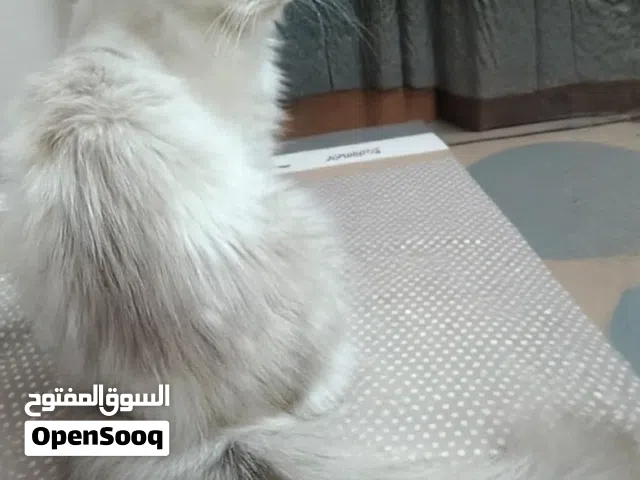 للبيع قطه شيرازية مع أولادها 5